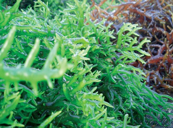 Hải tảo là thành phần giúp điều hòa và cân bằng chức năng cho tuyến giáp
